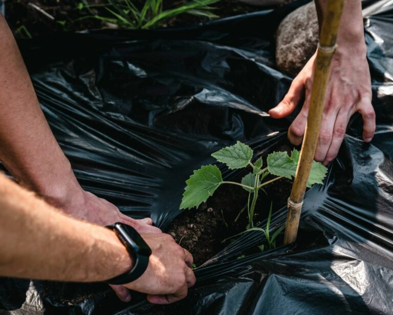 Kia Italia sostiene la piantumazione di 1.600 alberi di Paulownie