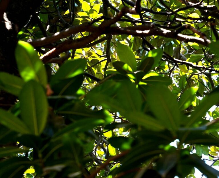 Dall’innovazione contributo importante per preservare la biodiversità