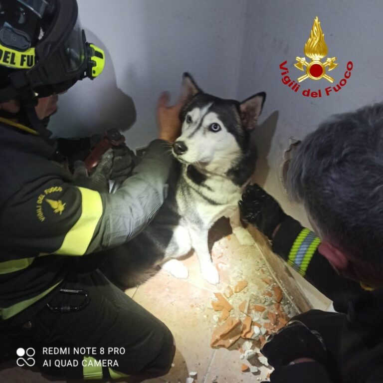 Corsico, Vigili del Fuoco salvano cane incastrato in una griglia