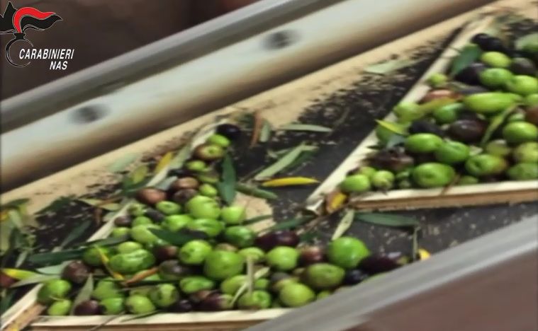 Controlli Nas in 1250 aziende olearie, sequestri e multe nel Viterbese