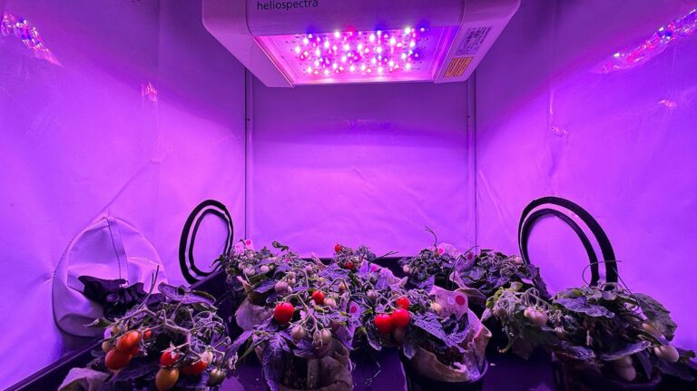 Da Enea un micro pomodoro per i viaggi su Luna e Marte