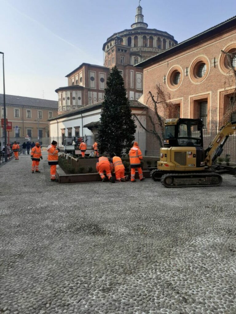 Milano, una grande magnolia al posto del faggio rosso di via Caradosso