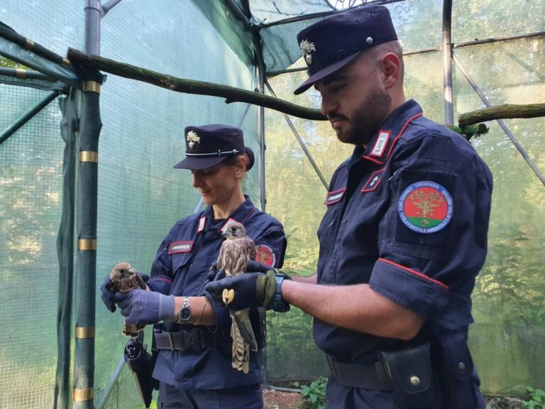 Lombardia, 1.365 i reati perseguiti nel 2023 dai Carabinieri Forestali