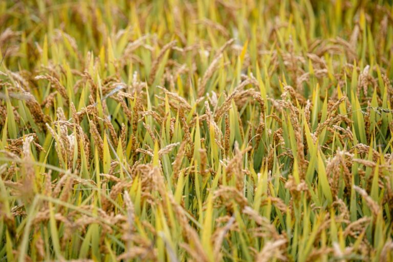 Per la Gen Z “Rigenerazione” è la parola chiave per il 2024