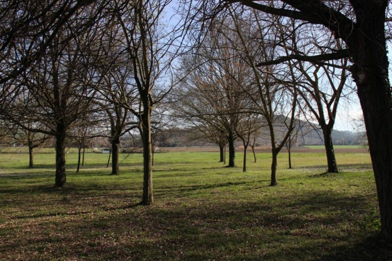 Credit Agricole Italia pianterà un albero per ogni giovane assunto