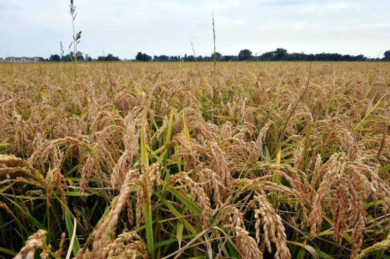 Confagricoltura, Ue accoglie proposte degli agricoltori su fitofarmaci