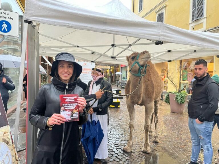 Fdi “accoglie” Renzi a Biella con un dromedario