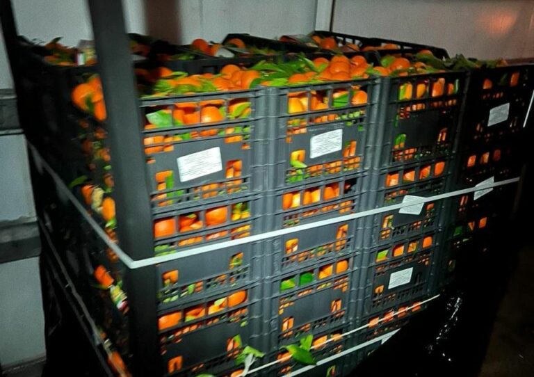 Malta, authorities blocked 3 tonnes citrus fruits imported from Sicily