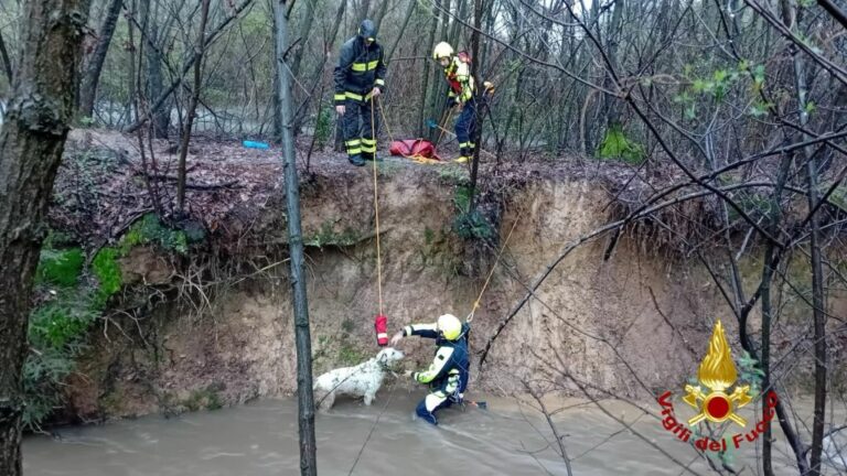 Vigili del Fuoco salvano cane intrappolato in acque di torrente in piena
