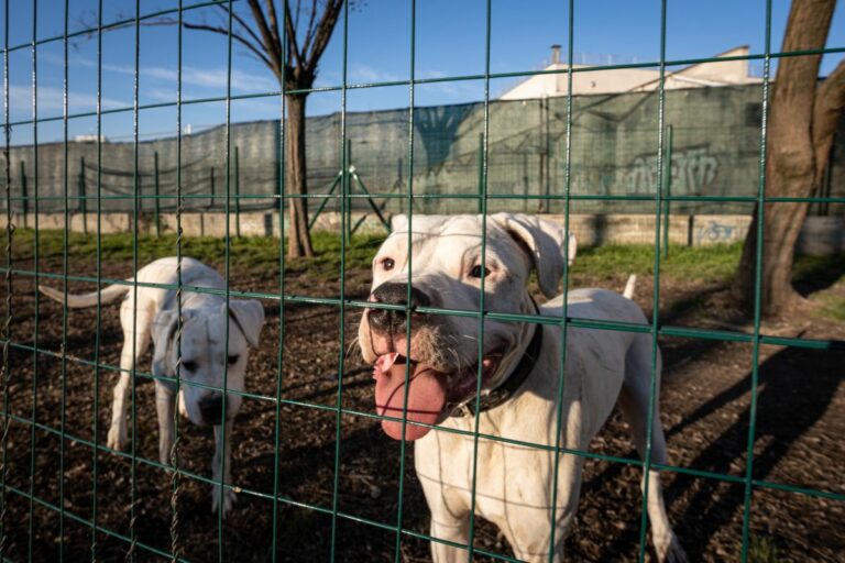 Mai più cani alle catena, giunta della Toscana approva la disposizione