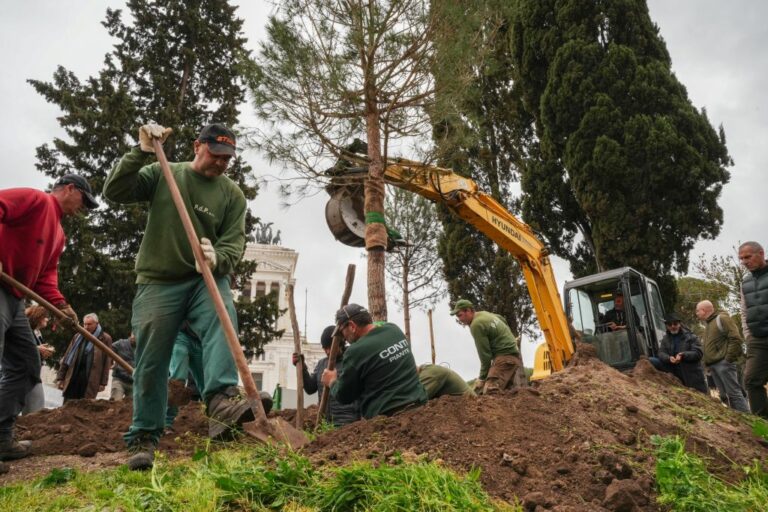 Roma, tornano i pini in Piazza Venezia