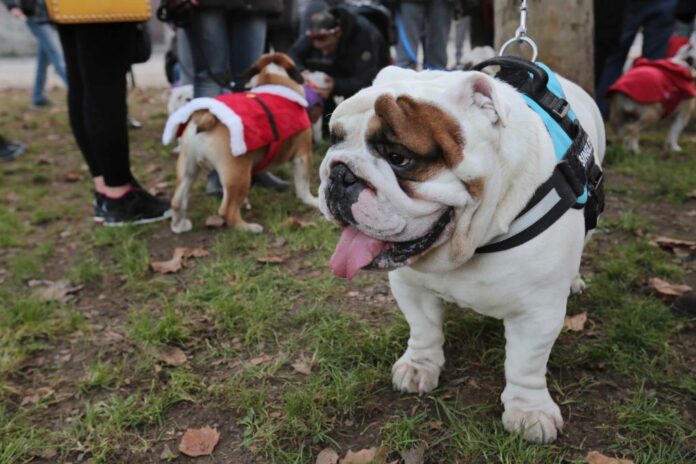12° edizione del #BulldogDay, Raduno di bulldog al parco Sempione.
