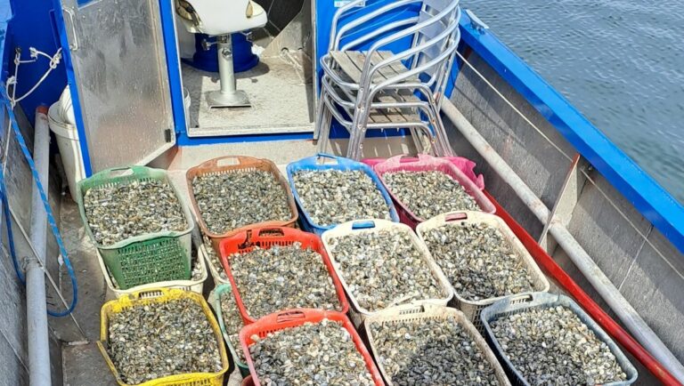 Prima raccolta di semina di vongola in Laguna di Venezia