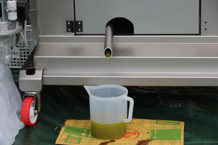 Expo 2015; degustazione di olio d'oliva appena spremuto