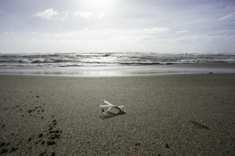 Da Giunta Rocca 3 milioni per la valorizzazione del litorale laziale