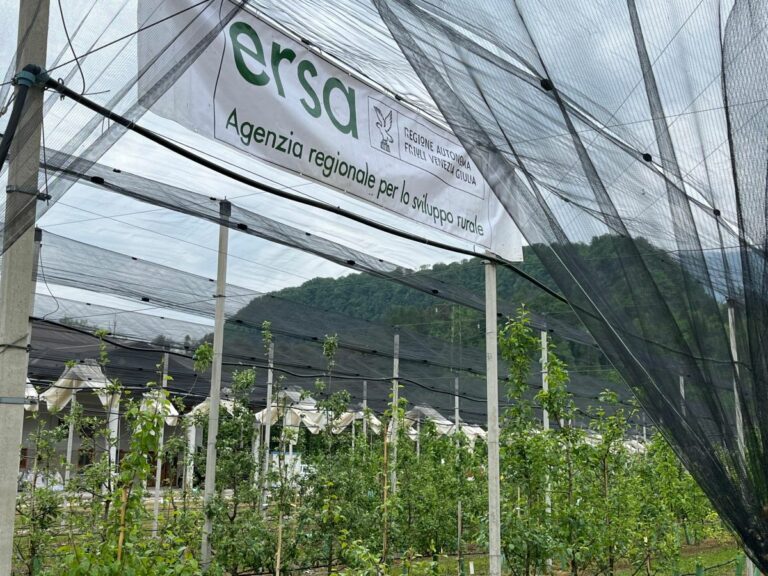 Agricoltura, in Friuli inaugurato campo catalogo fruttiferi autoctoni