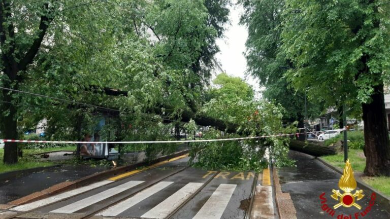 Milano, albero cade su linea tram. Interrotto il tratto