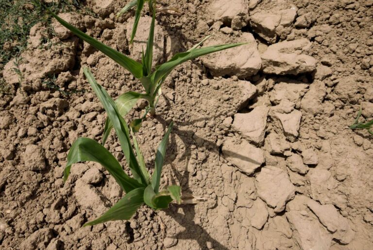 Confagricoltura, siccità e alluvioni provocano danni enormi