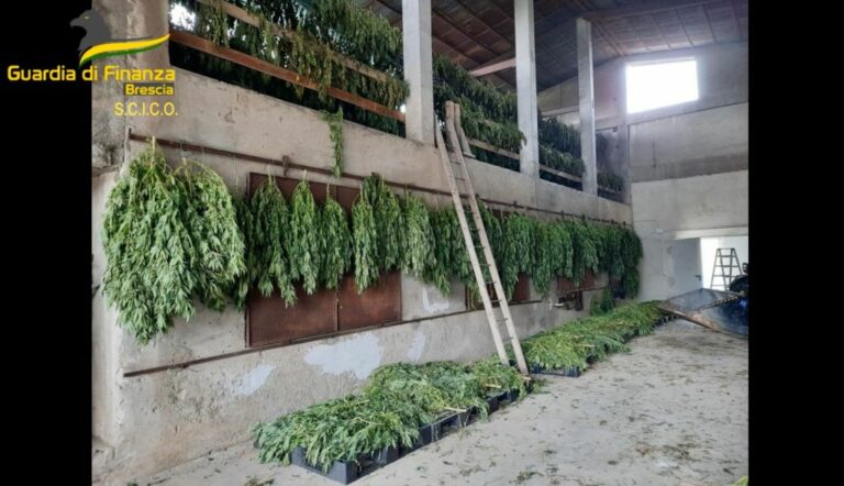 Brescia, coltivavano e raffinavano marijuana. 8 misure cautelari