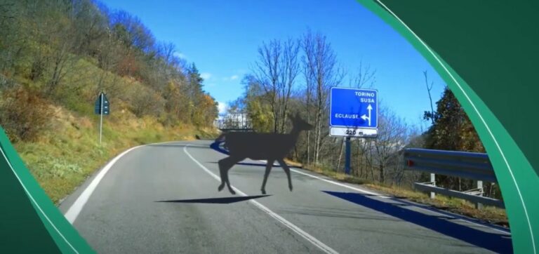 Torino, una app per prevenire incidenti stradali con la fauna selvatica