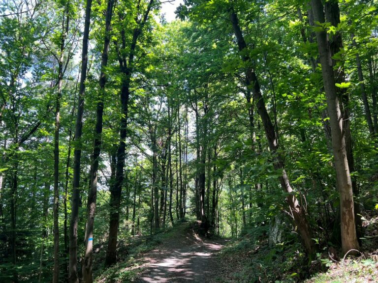 Conad e Chep, progetto di gestione forestale nella Bassa Valle Camonica