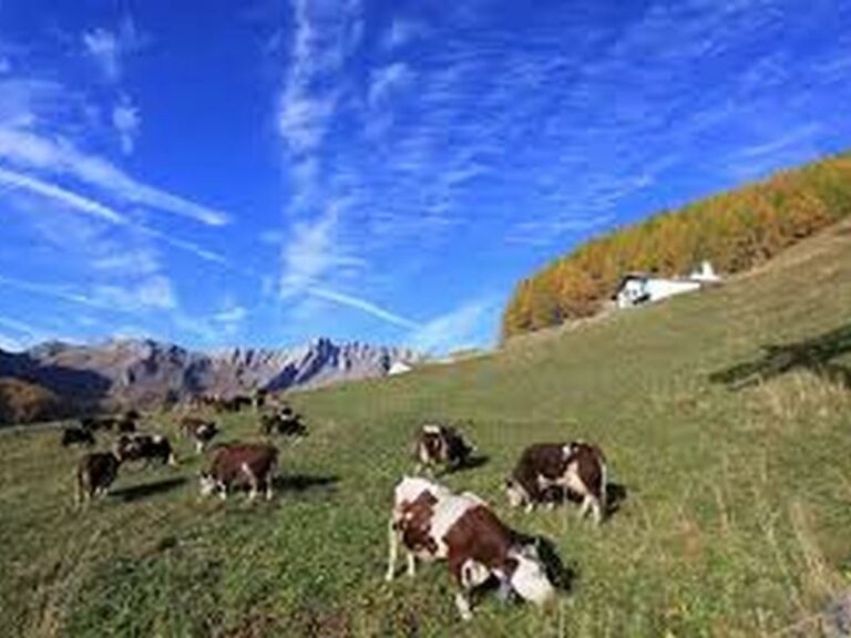 Regione Calabria a sostegno degli allevatori, a disposizione 15 milioni