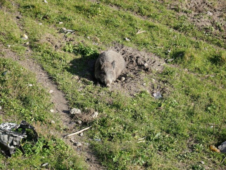 La Regione conferma l’impegno per il contrasto alla peste suina