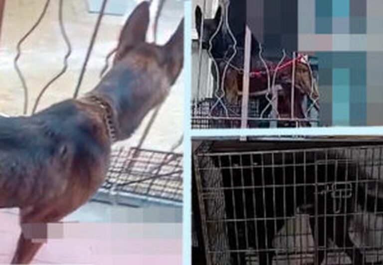 Pavia, sequestrati dall’Oipa due cani che vivevano in un incubo