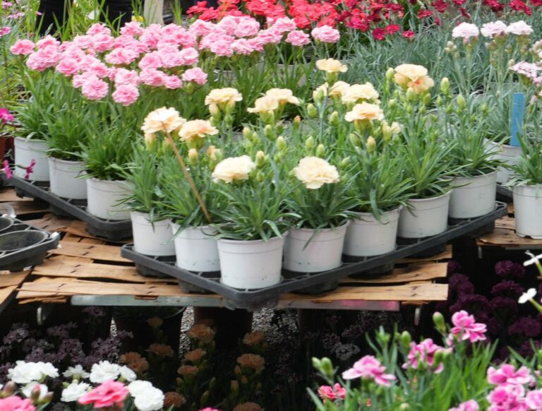 Nuova sospensione per il contributo ambientale sui vasi di plastica