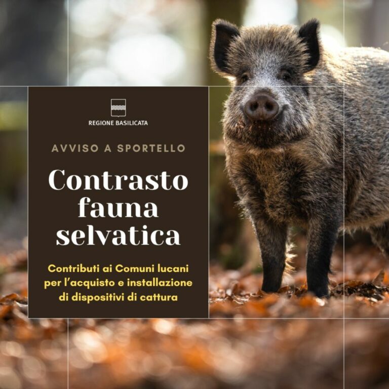 Basilicata, contrasto a fauna selvatica. Stanziati 137mila euro