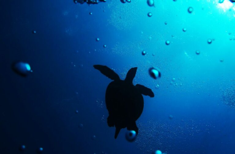 Torna in mare “Ohana”, la tartaruga salvata nelle acque calabresi