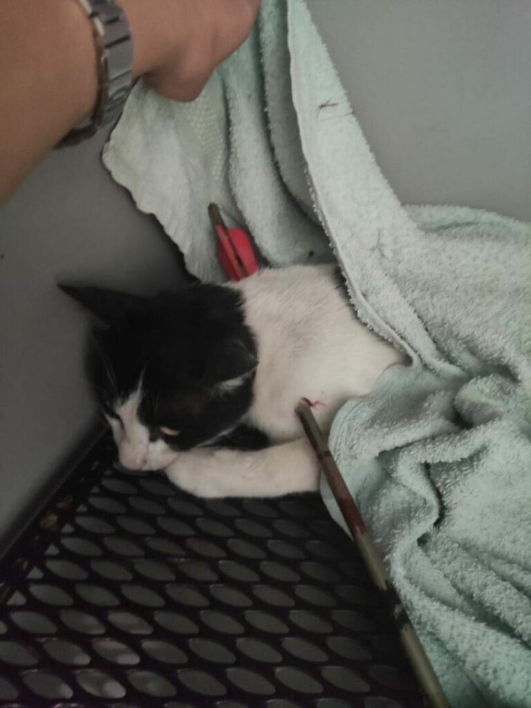 Roma, spara ai gatti con una balestra. Enpa chiede pericolosità sociale