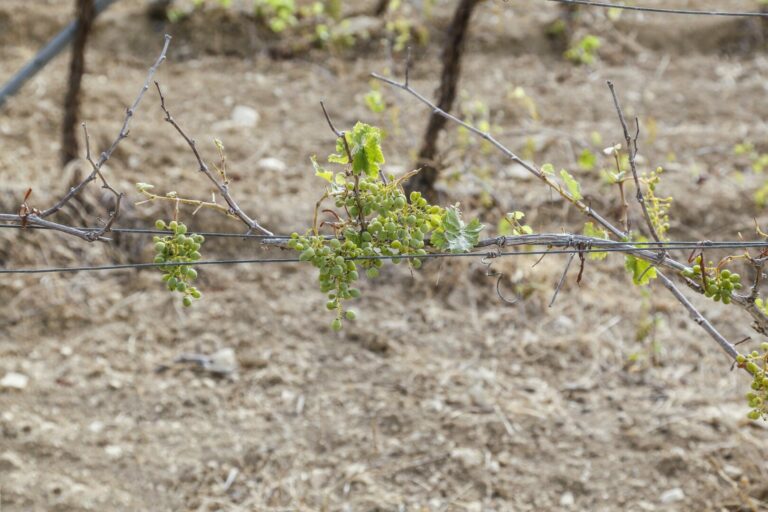 Siccità in Puglia, Giunta regionale approva piano di emergenza