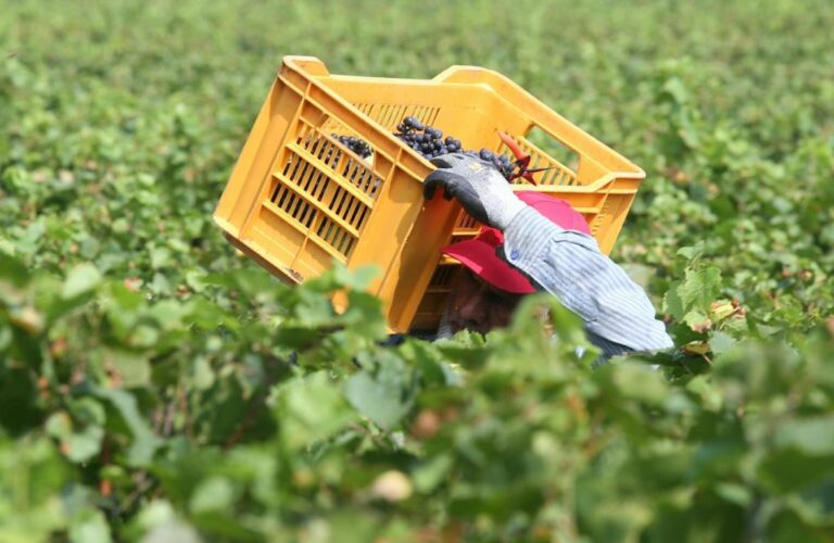 Vitivinicoltura, Alfonsi “Ok Giunta Lazio ad accordo con Iter Vitis”