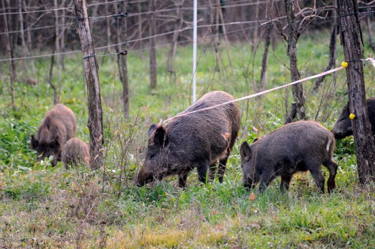 Valle d’Aosta approva il programma di controllo per i cinghiali