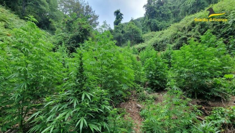 Cosenza, sequestrata una vasta piantagione di cannabis per produrre marijuana