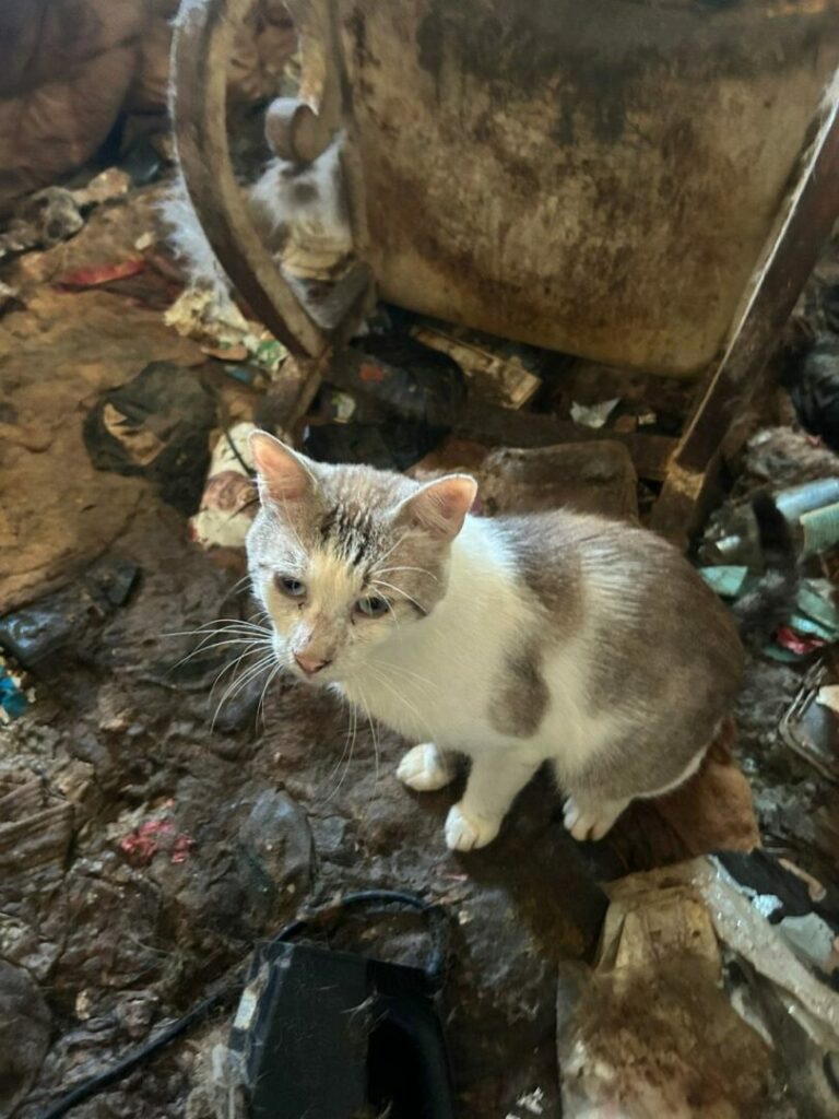 Brescia, Enpa recupera 83 gatti rinchiusi in un’abitazione