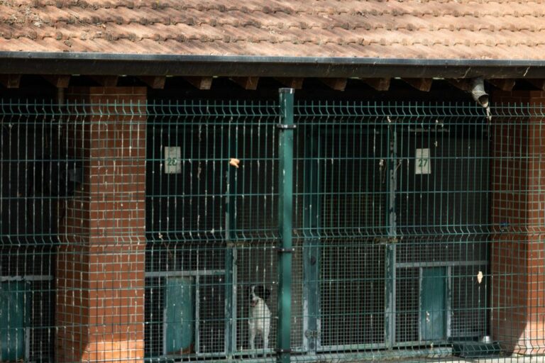 Bertolaso “Fondi per nuove case cani e gatti a Varese e Milano”