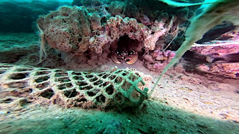 Tre giorni di pulizia fondali del sito le Tegnùe di Chioggia