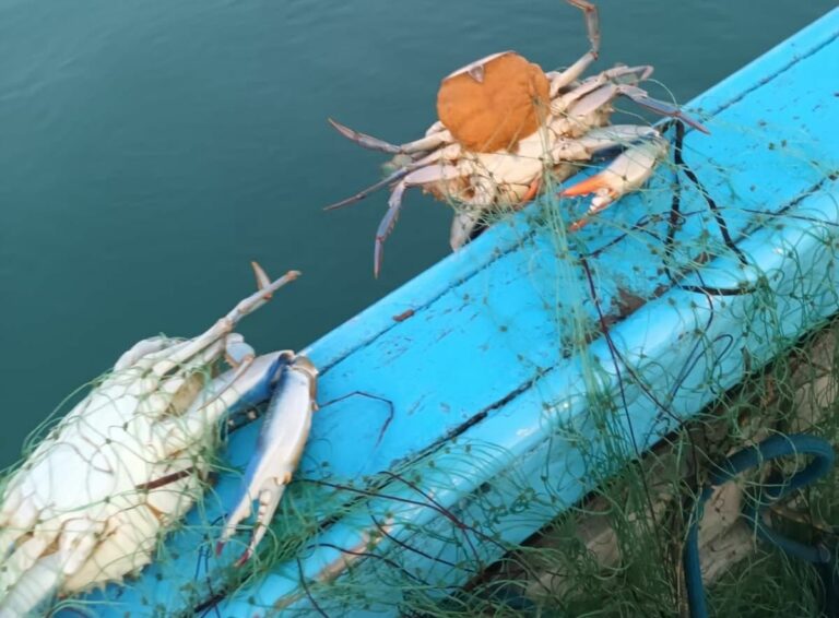 Emergenza granchio blu, Osservatorio Genenvet “Investire sulla ricerca”