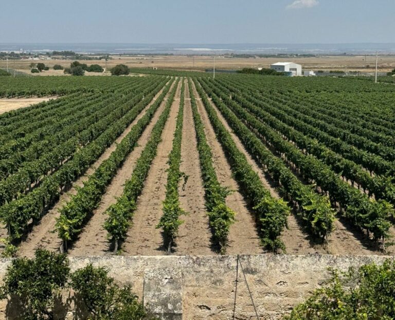 Vendemmia, Confagricoltura Puglia “Urgente fermare la speculazione”