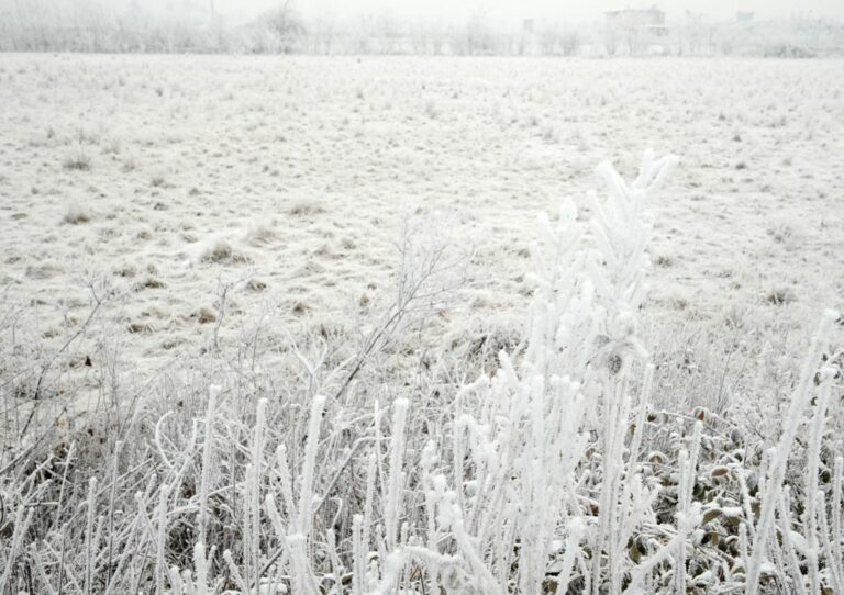 Gelate, Mammi “Siamo a fianco delle imprese ortofrutticole”