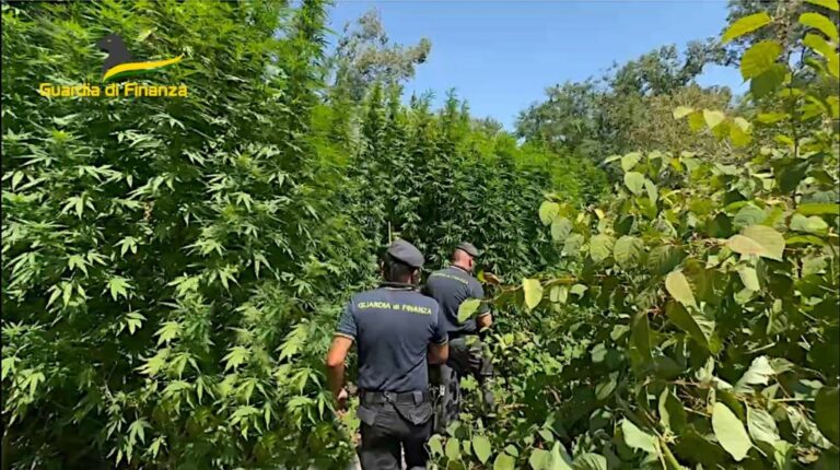 Pavia, scoperta piantagione di cannabis all’interno del Parco del Ticino