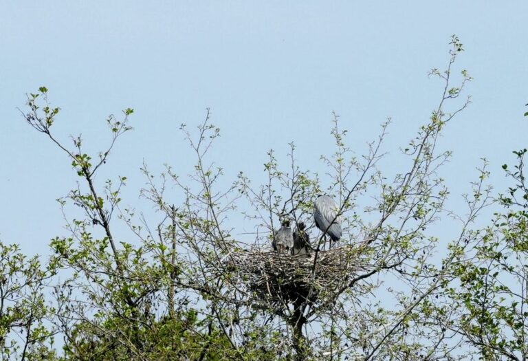 EU Court decides against Malta on bird-trapping derogation