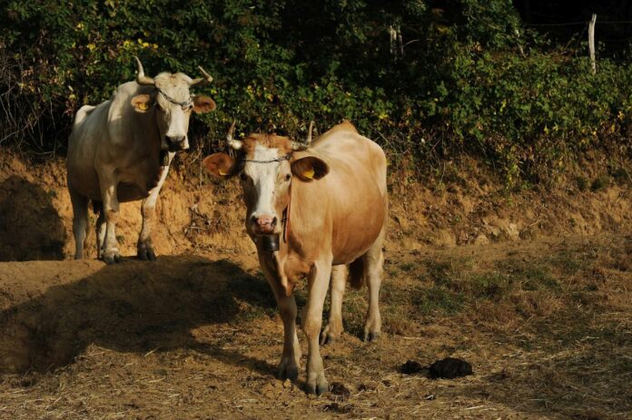 Agricoltura ed allevamenti in calabria