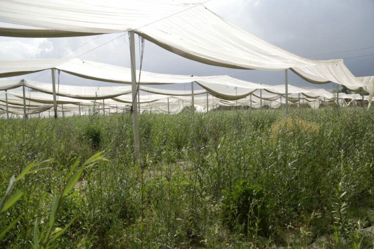 L’ambientalismo va liberato dall’ideologia