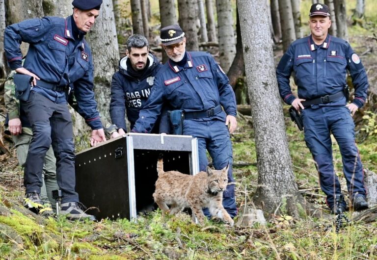 La lince Luna è arrivata nella Foresta di Tarvisio