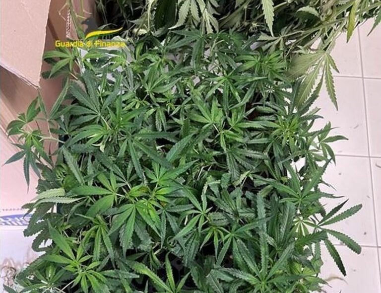 Sequestrati 90 Kg di marijuana in una cascina nel vicentino, un arresto
