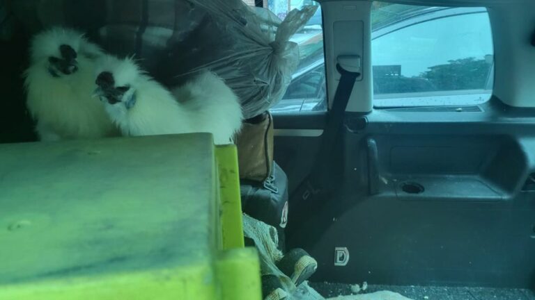 Milano, lascia due galline per giorni nell’auto in sosta. Denunciato